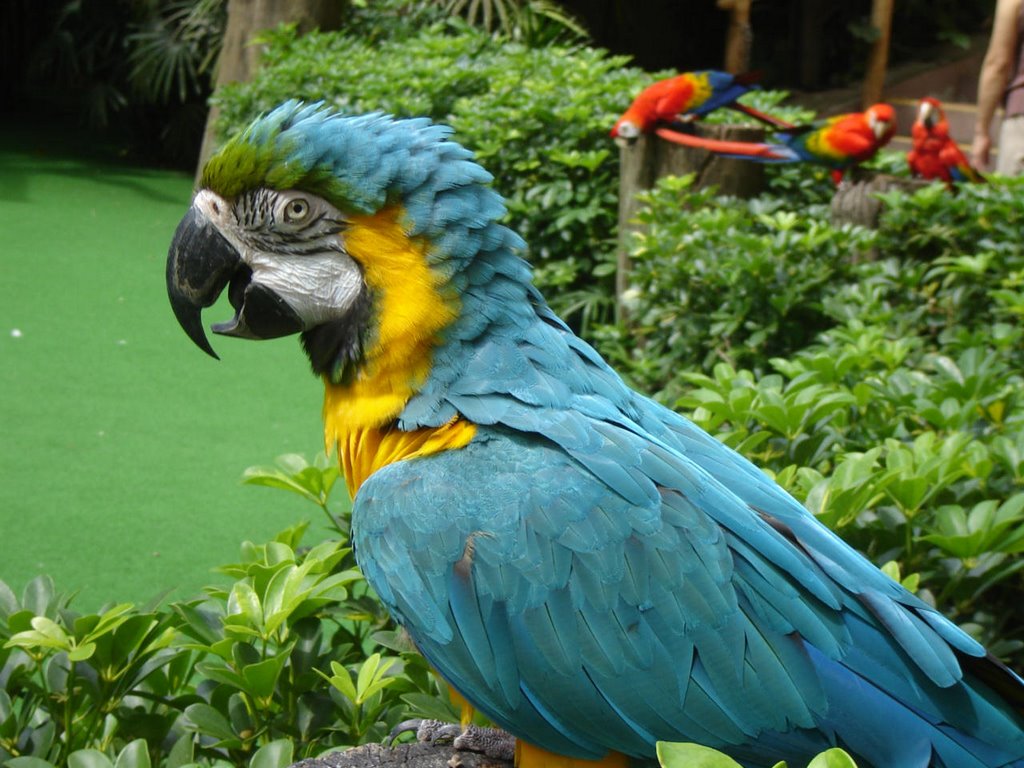 Blue and Gold Macaw, Jurong Bird Park, Singapore by mcmurali