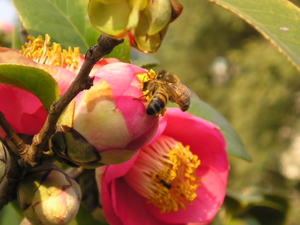 Abejas en el Jardín Japonés by ciramain