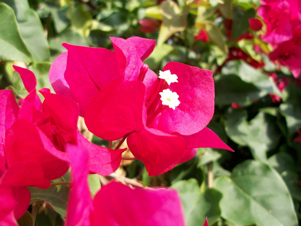 Flower in Havana, cuba by kelcormier