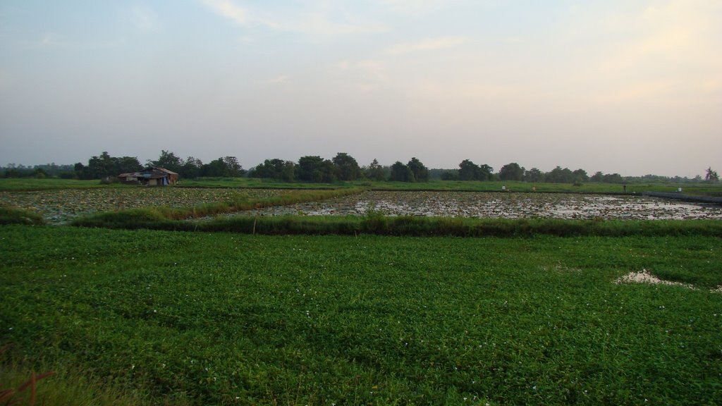 Đồng Ruộng Hóc Môn by Nhựt Trịnh Minh