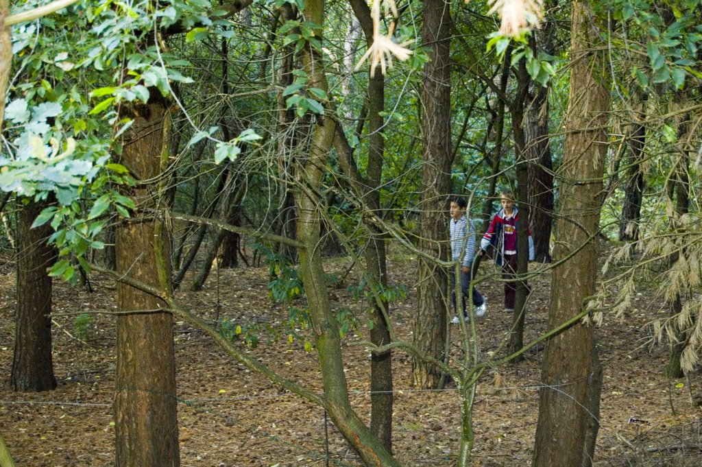 Vlierense bossen by Joke van den Bogaard