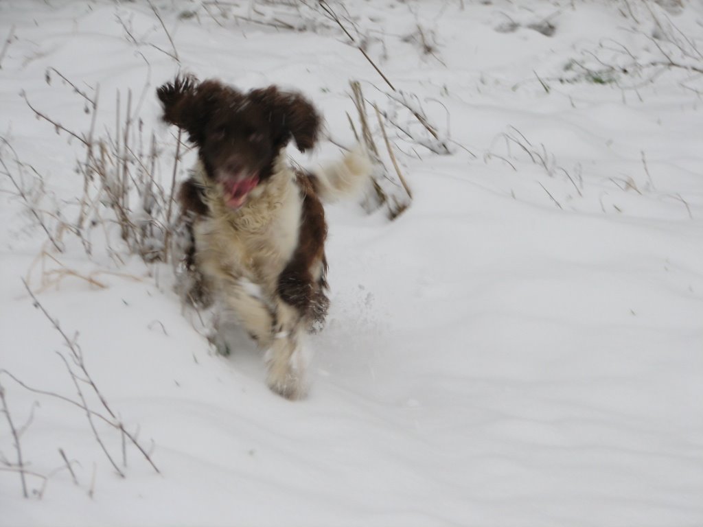 Snowy spaniel 2 by Phil Bunce