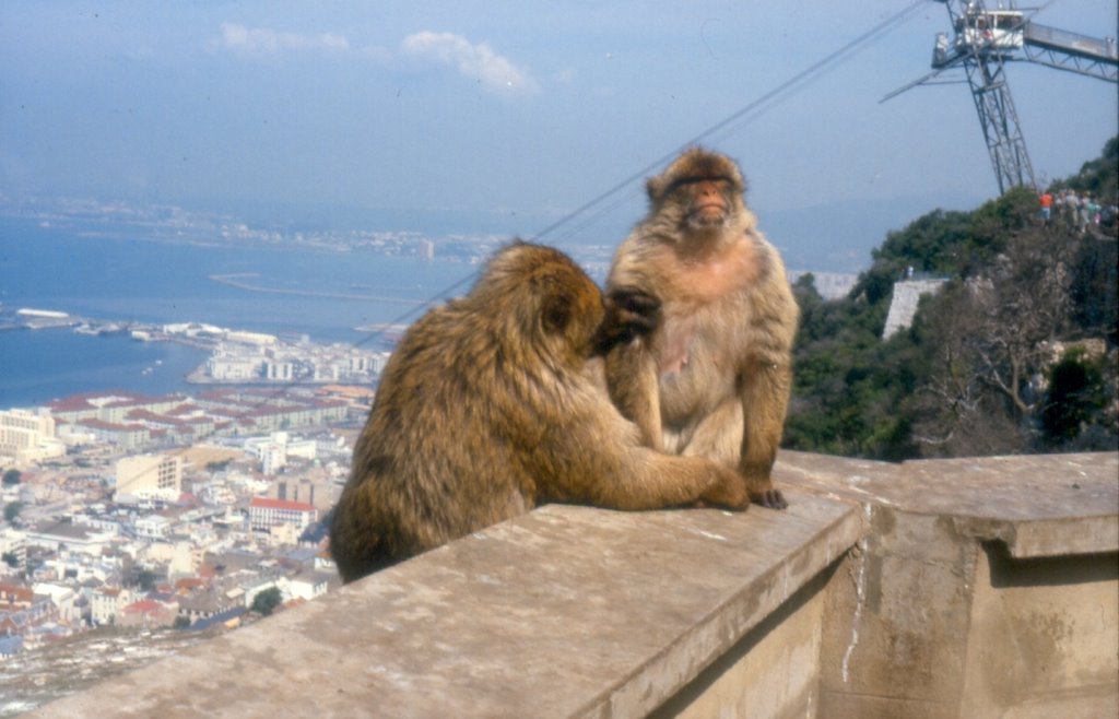 The Apes from GIB by dieter45