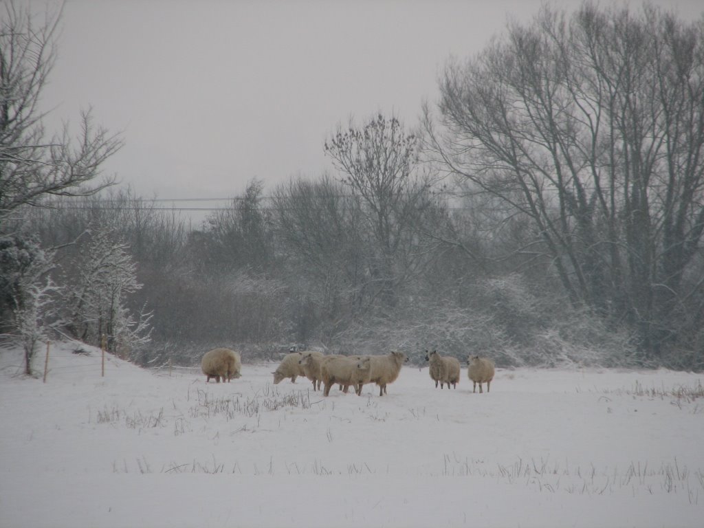 Snowy sheep by Phil Bunce