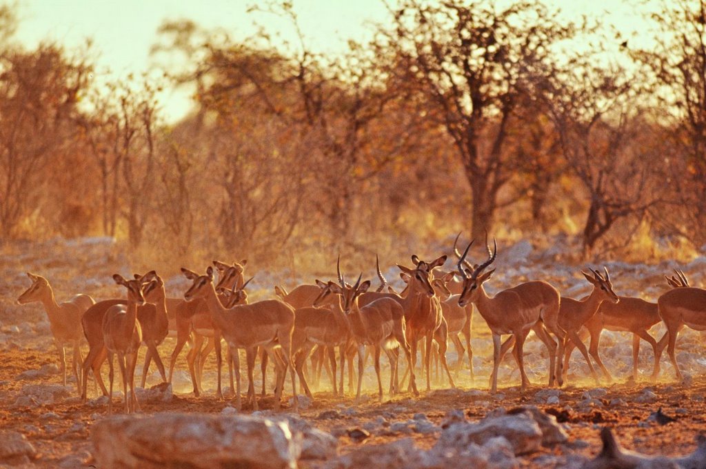 Evening's impalas .fg by Giraudon Francis