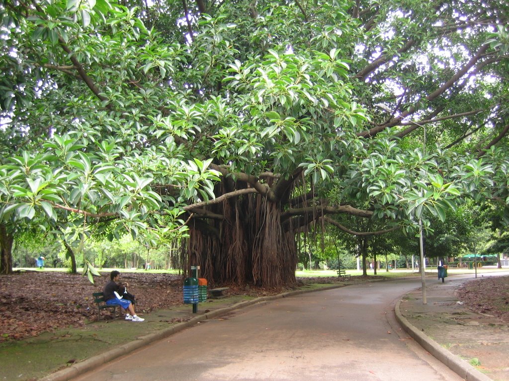 Ficus en Ibirapuera by Pep C