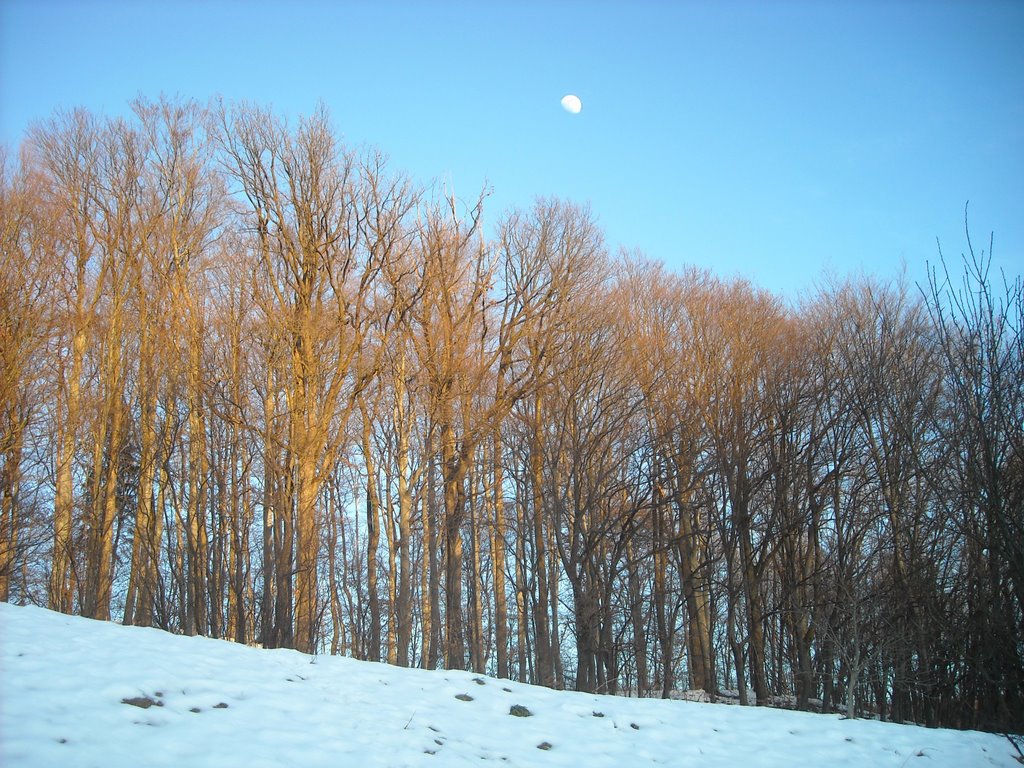 Maribor Piramida Forest by Max.yoghi