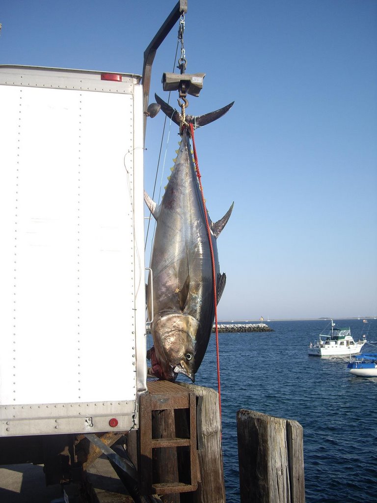 Cape Cod fishing by Alex Din