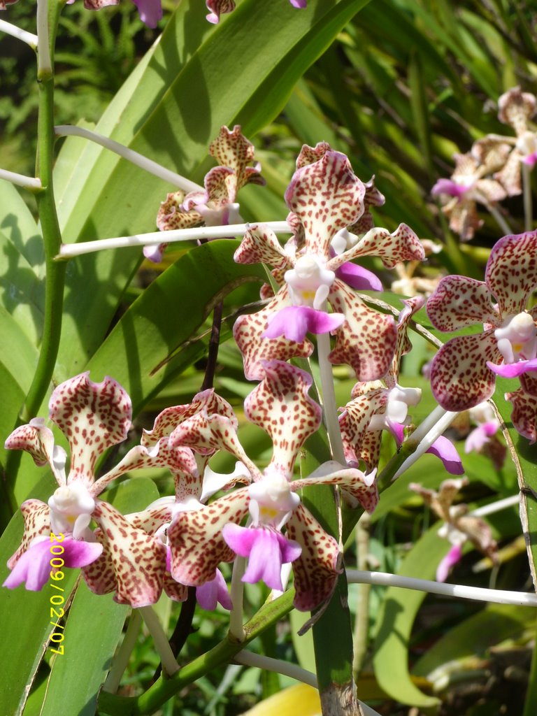 Orquídeas. Santa Bárbara Ant. by José María Ruiz Pala…