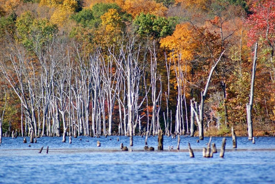 Monksville Reservoir dead trees by dadarg