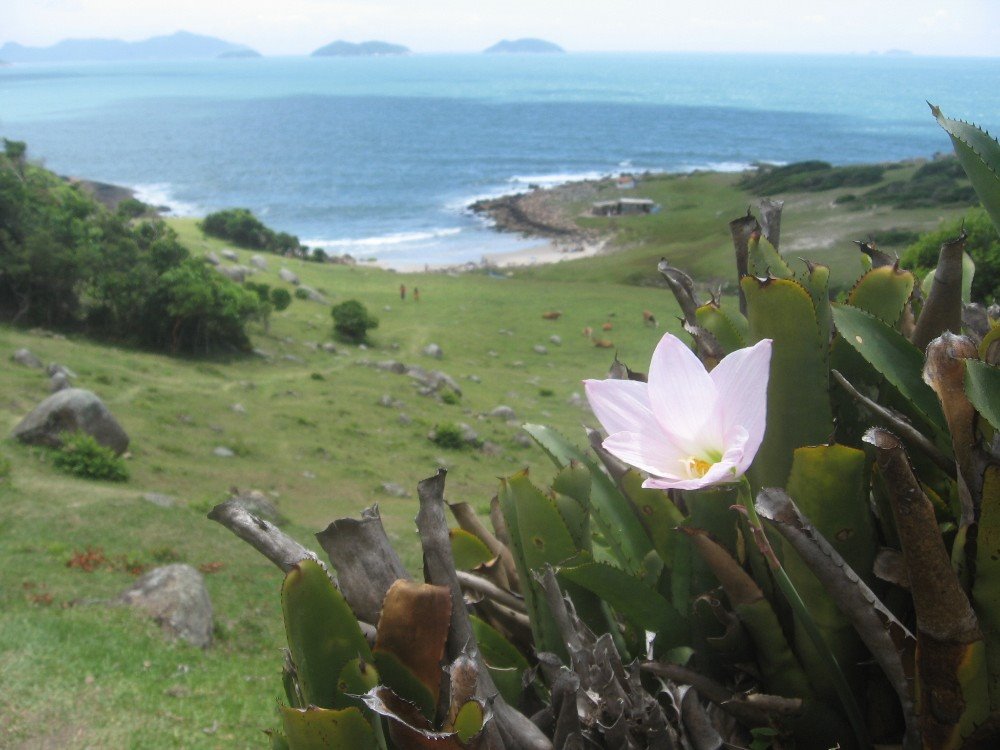 Flor na Praia do Maço by chriskrauss