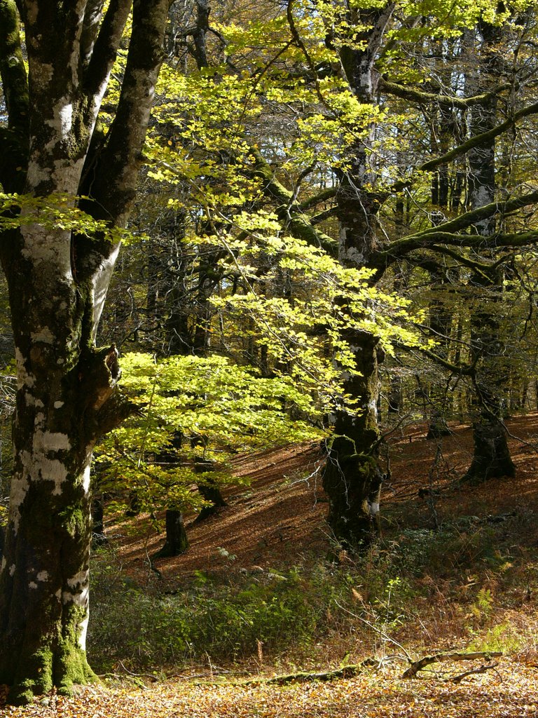 Bosques de Urbasa by Francisco Beltran de…