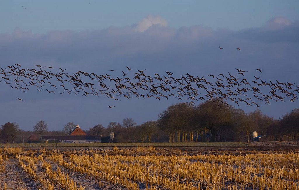 Gold Corn by Erik van den Ham