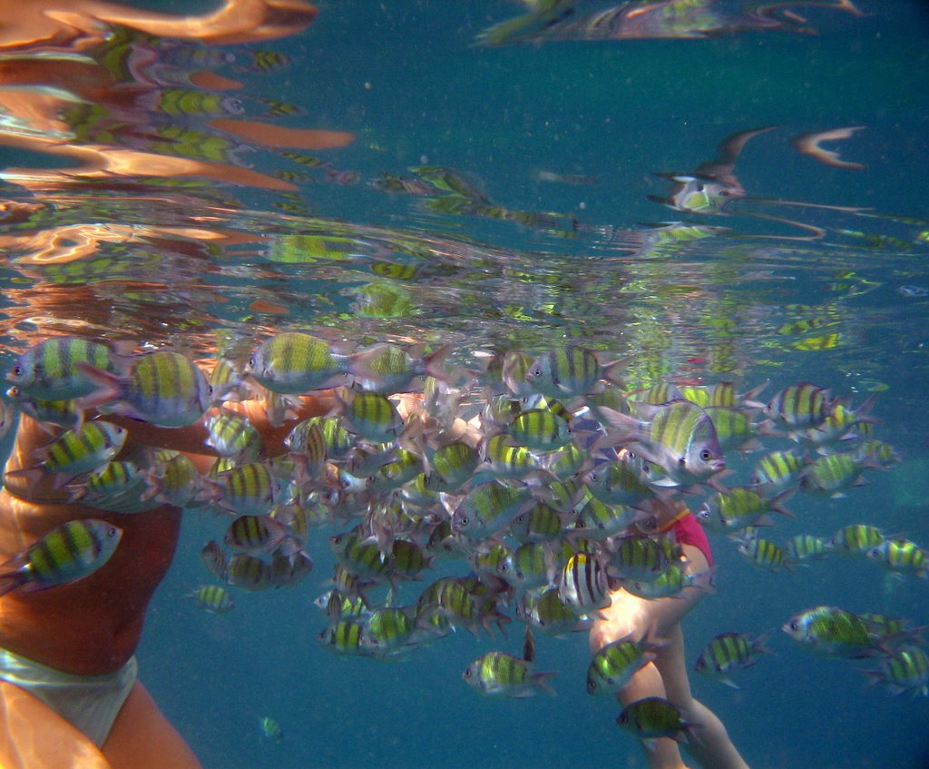 Diving near Phi Phi by Daniel Bender