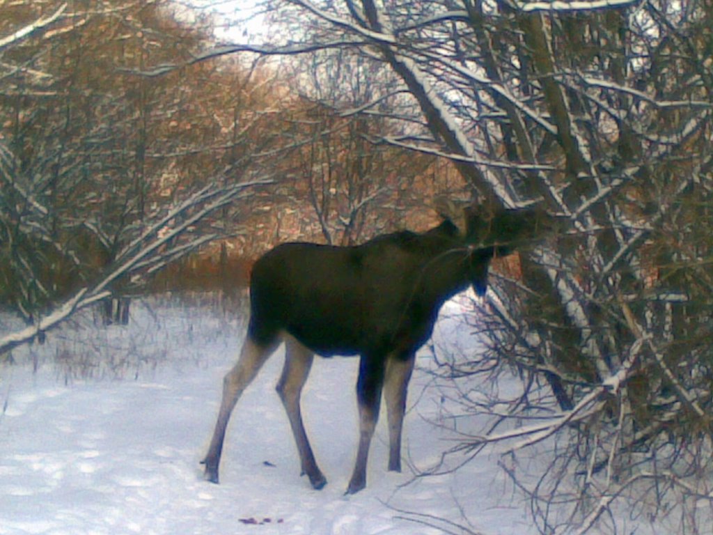 Лось_Elk_на_прогулке by CubaLibra