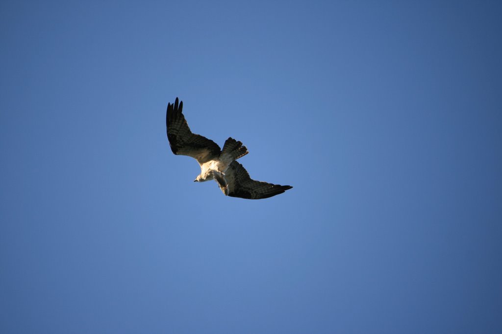 Osprey & Fish by saxxon