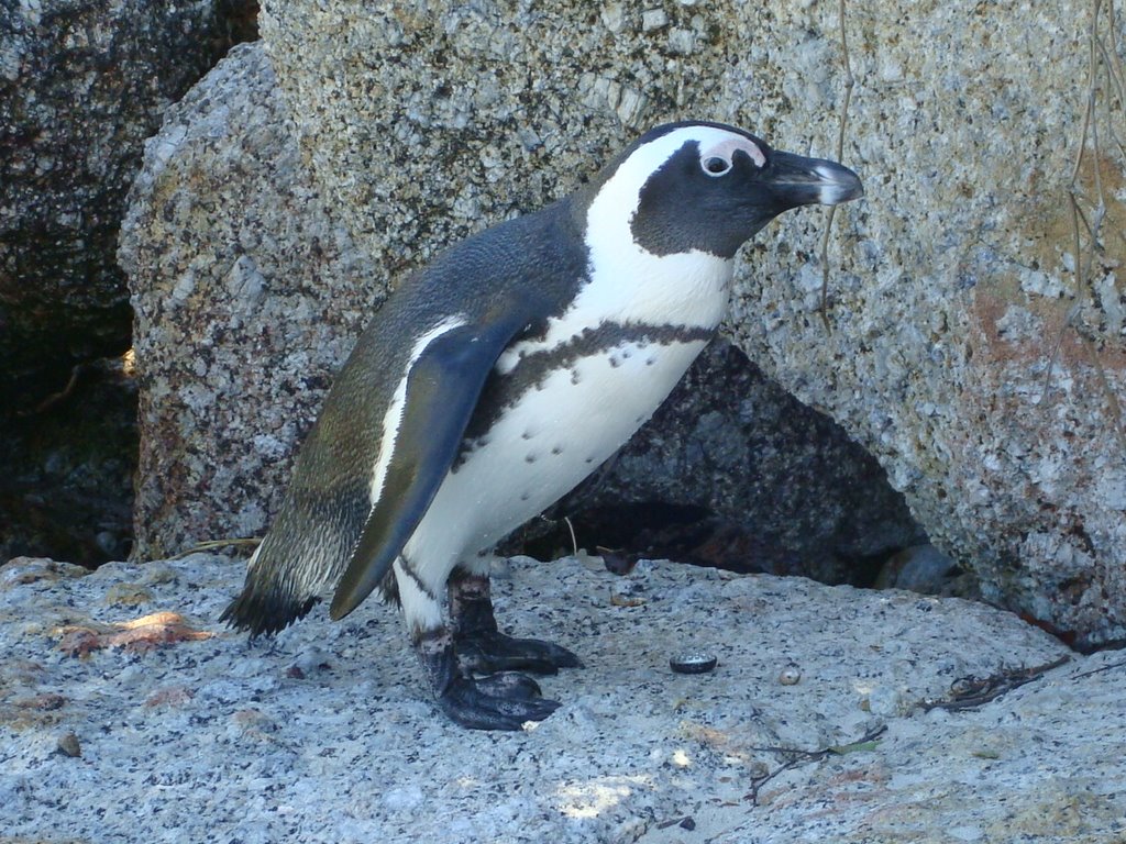 Boulders: Jackass Penguin posing 2 by Hazel Coetzee