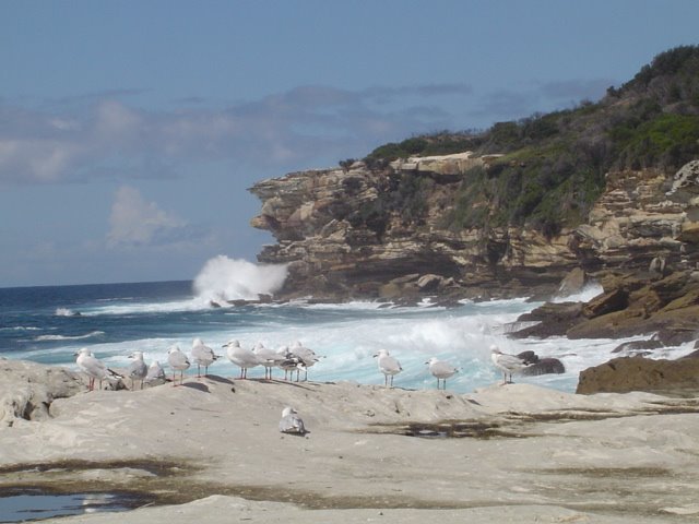 Cape Solander by benj1706