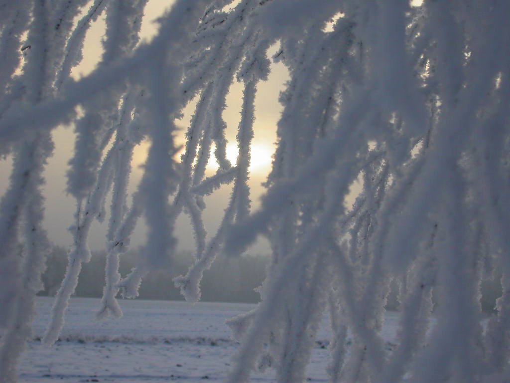 Gałązki w śniegu 01.02.2003 by Grzegorz Bińka