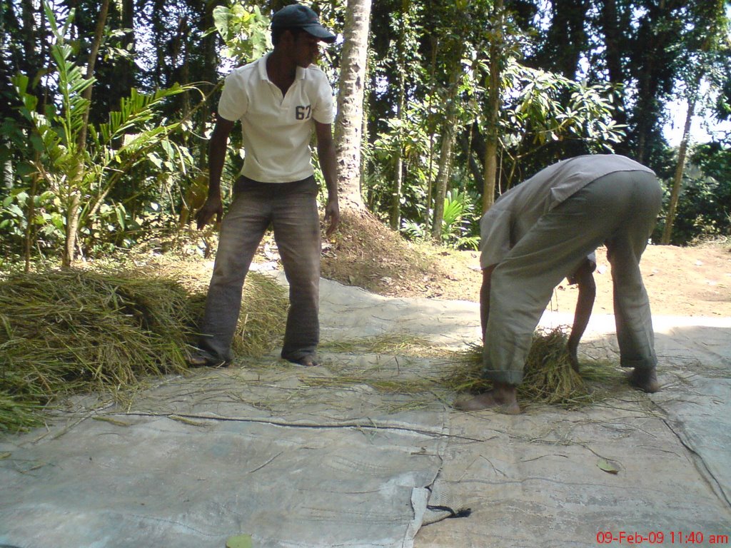 Arranging paddy at "Kamatha" by Madura Hewage