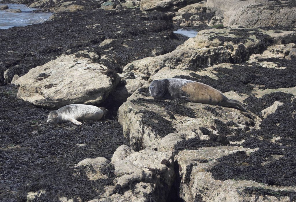 Young Seals on the Brig @ filey by BODILLYMILL