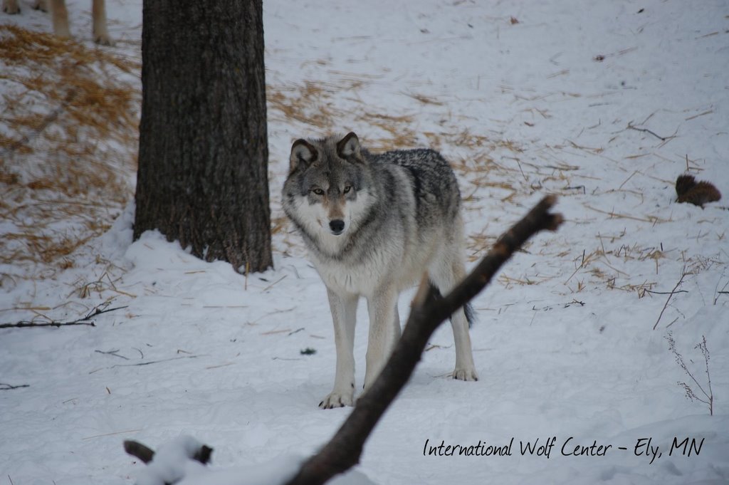 International Wolf Center by CKochmann