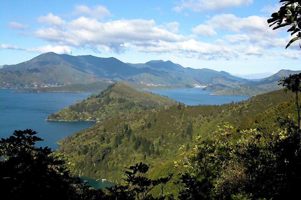 Queen Charlotte Track towards Picton by mikepy