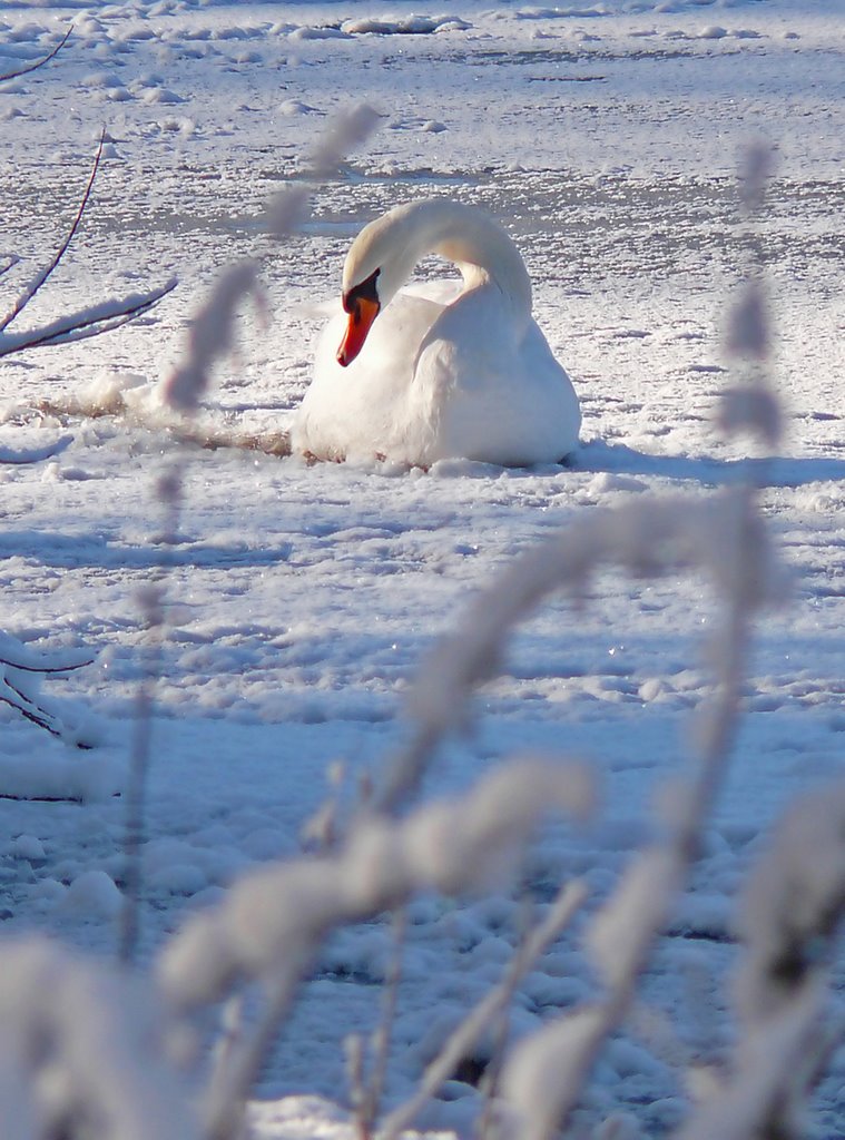 Der Schneekönig vom Malchower See by christine.www