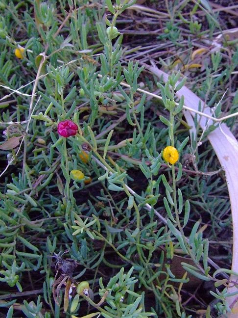 Enchylaena tomentosa (Chenopodiaceae) by Greg Steenbeeke