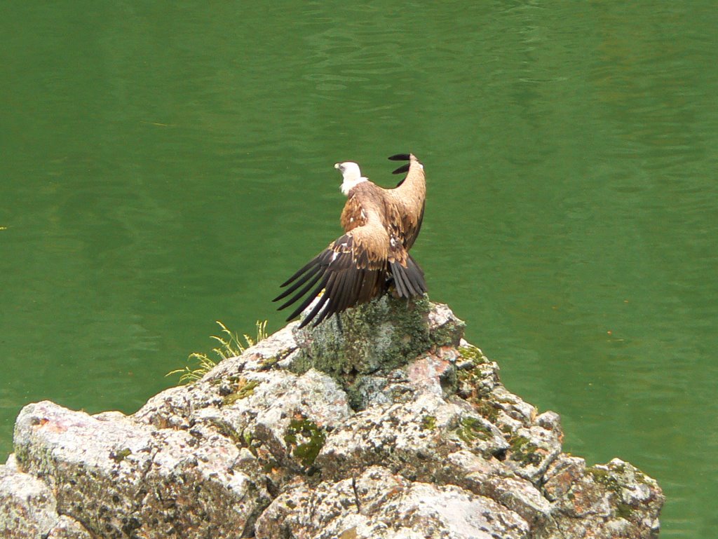 Wings drying (Salto de Gitano) by Nancy&Ronald Esp W 2…