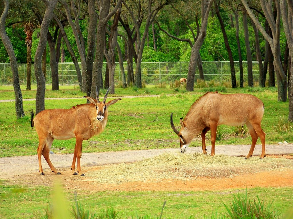 Roaming free behind Animal Kingdom Lodge by wnoble