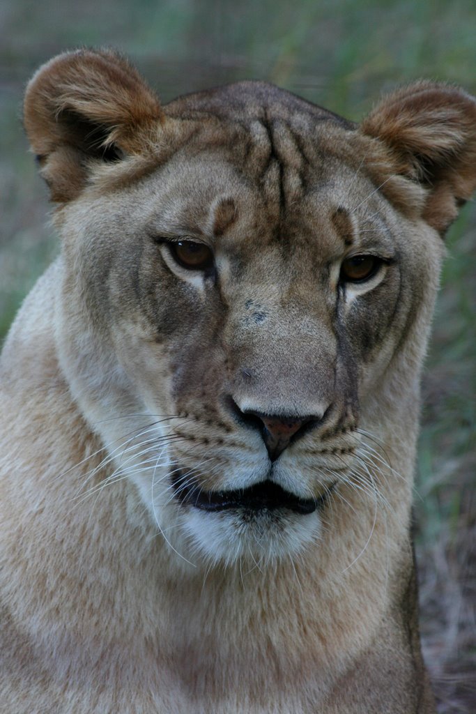 Big Cat Rescue by seaflower