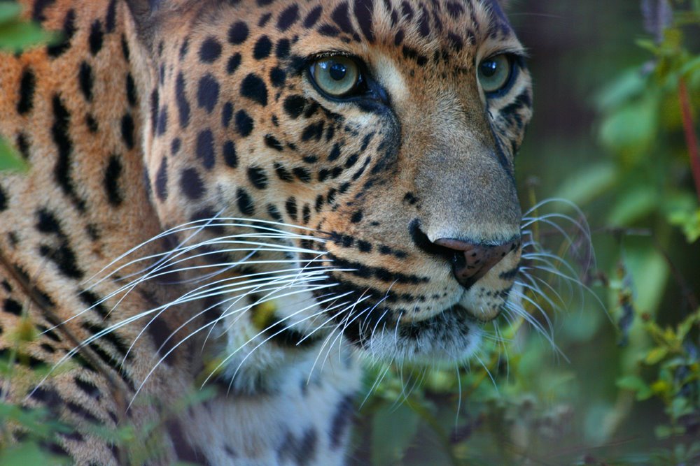 Big Cat Rescue by seaflower