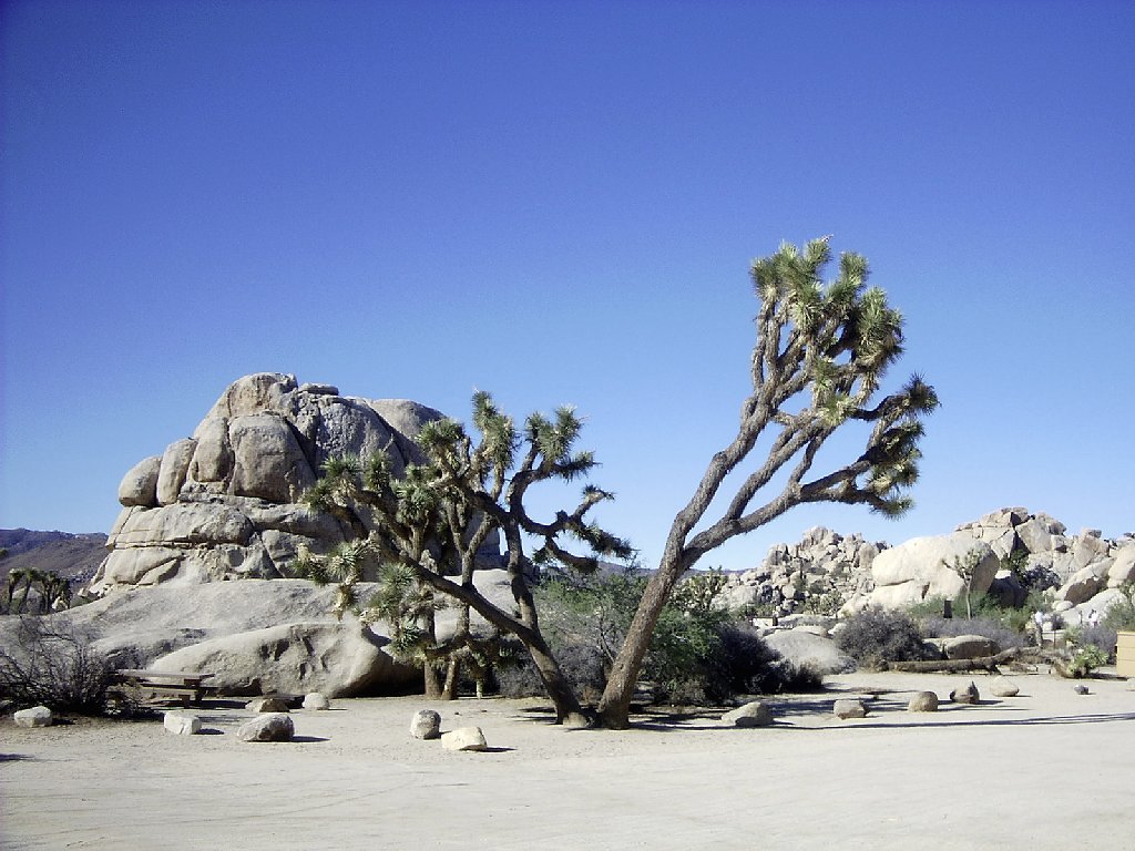 Joshua Tree by Andreas Albrecht