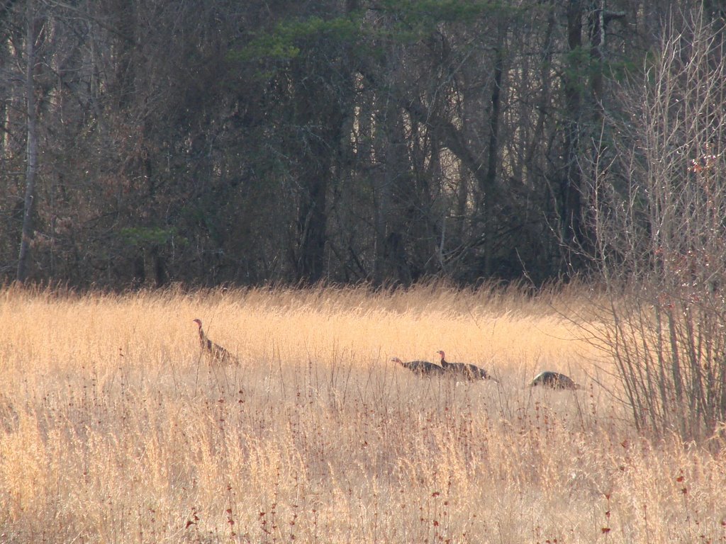 The turkeys leave the safety of the bushes by Jean Gregory Evans