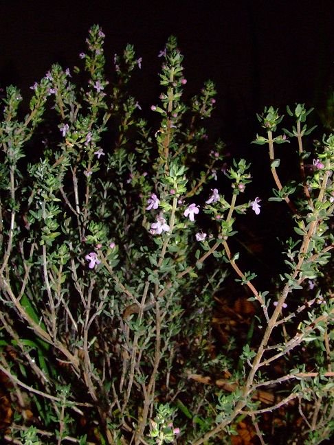 Thymus vulgaris (Lamiaceae), cultivated by orkology by Greg S