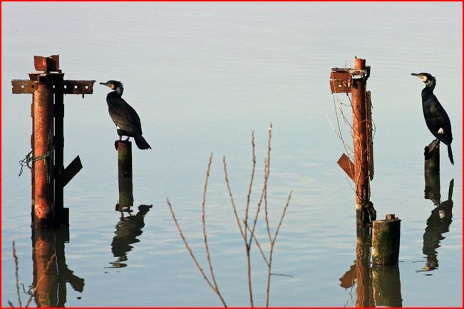 Due cormorani appollaiati by 'osolemio