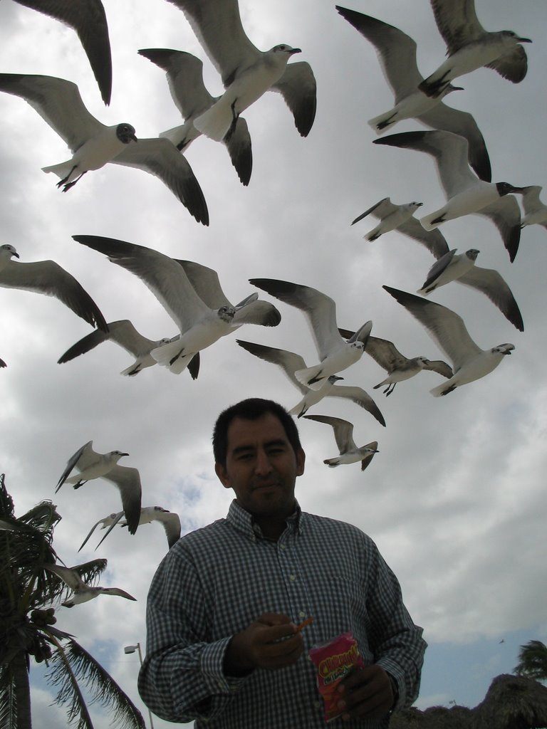 Las gaviotas quieren mis churrumaiz by jmmsauma