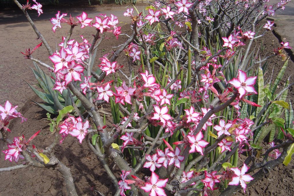 (Adenium obesum) Impala Lily hedge, Letaba Restcamp by Hazel Coetzee