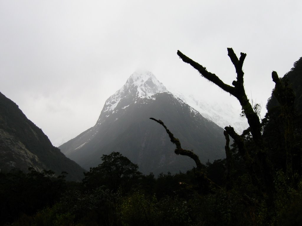 View from the Chasm walk, Fiordland by Martin Zustak