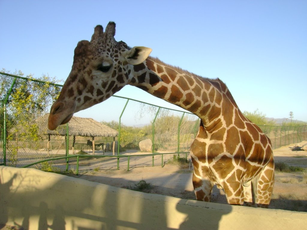 Jirafita del zoologico hermosillo by chelacachela