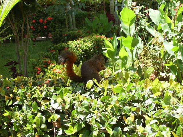 Fauna de la Plaza Bolívar, Trujillo, Venezuela by Luzbrisa