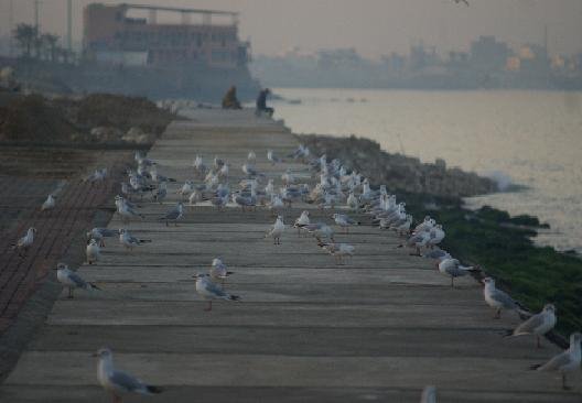 Bandar Bushehr, Bushehr Province, Iran by saeed_mo