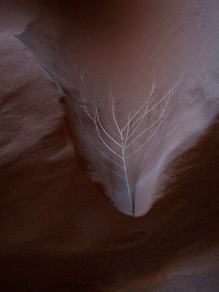 Lower Antelope with branch by bonsaibill2000