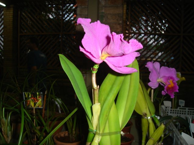 Orquidário de Santos, Exposição anual de orquídeas. by j carlos de c. silva