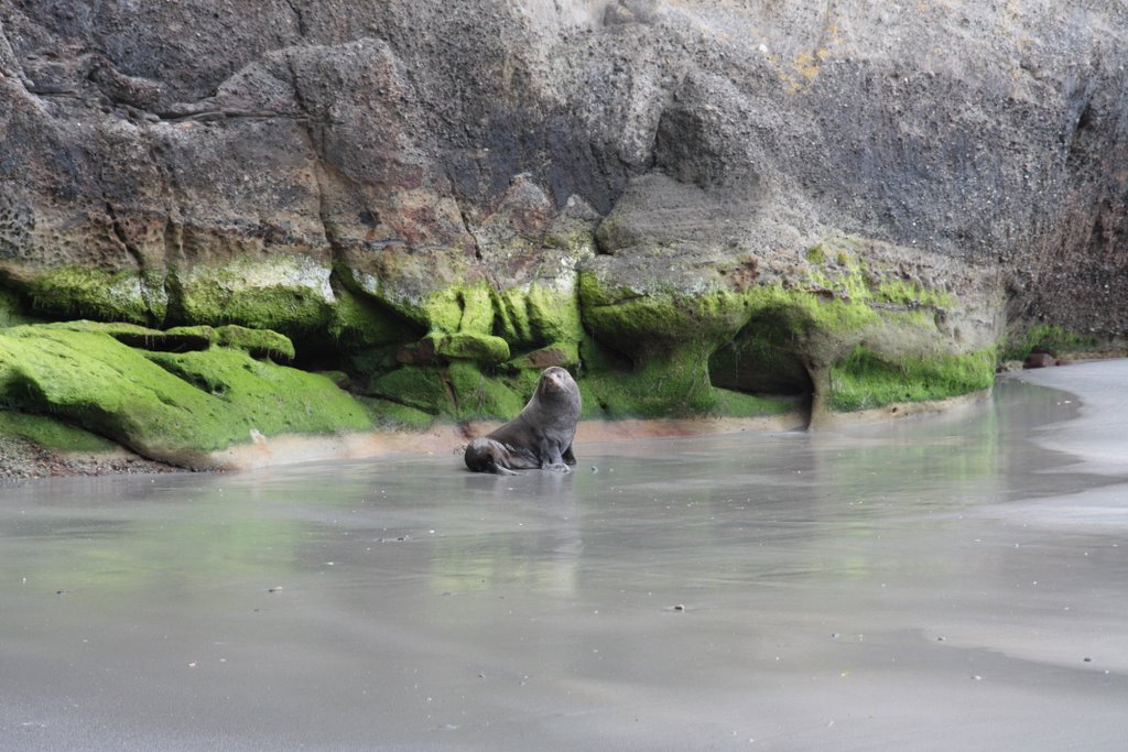 NZ - Fur Seal @ Whanganui Beach by Jessy-81