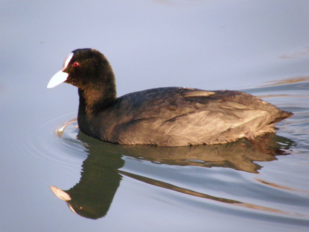 Blesshuhn, Wörther See by Andromeda/R. Stetsch…