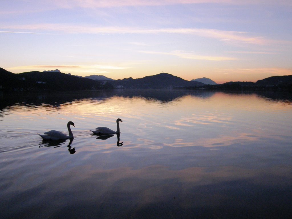 Schwanenpaar am Wörther See by Andromeda/R. Stetschnig