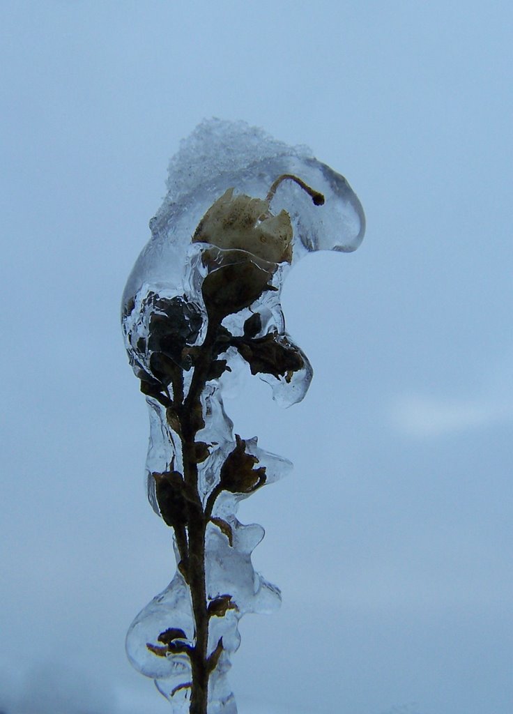 In the captivity of the ice / A jég fogságában by Ilon Ákos