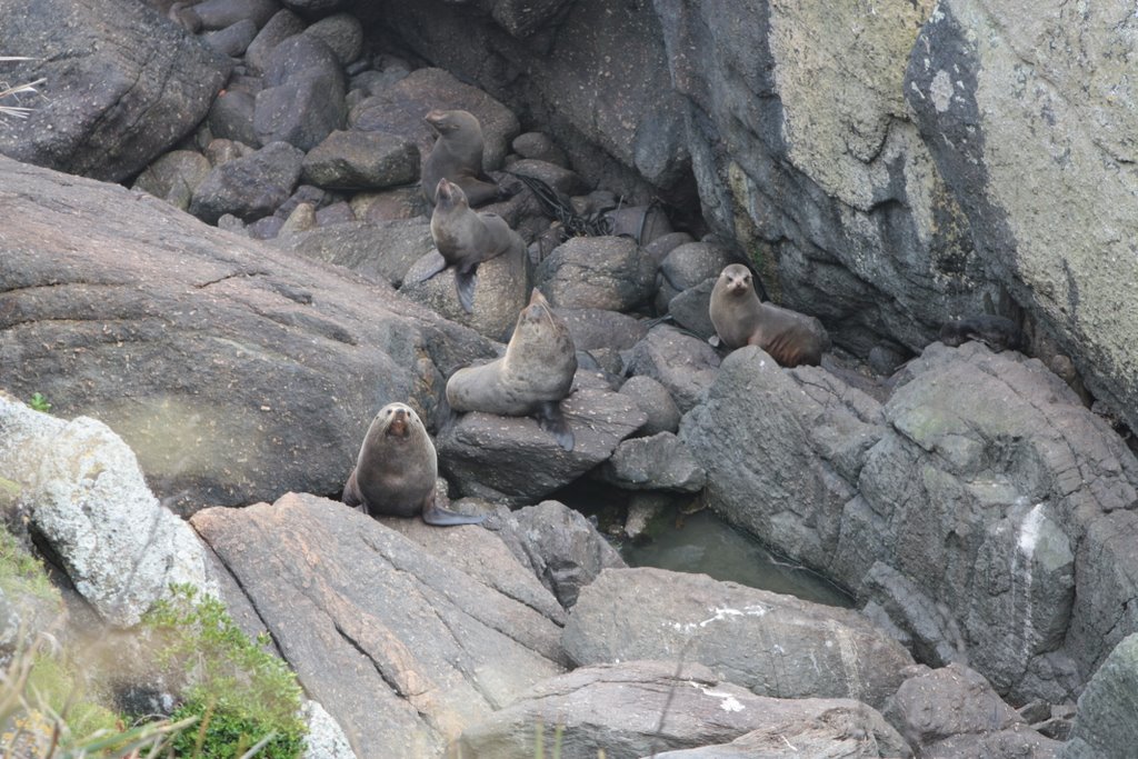 NZ - Cape Foulwind Fur Seals by Jessy-81